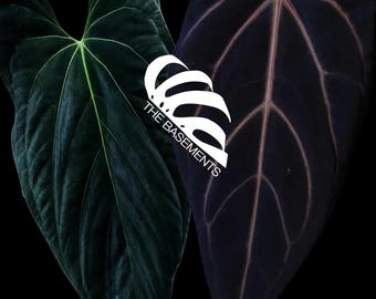 Seed Grown Anthurium Black Sweet X Fort Sherman Starter Plant (ALL