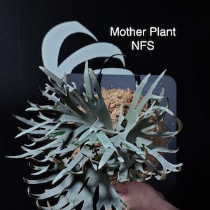 Platycerium Willinckii - Etsy