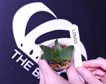 US Seller Platycerium Willinckii Dwarf “OMG” Sporeling