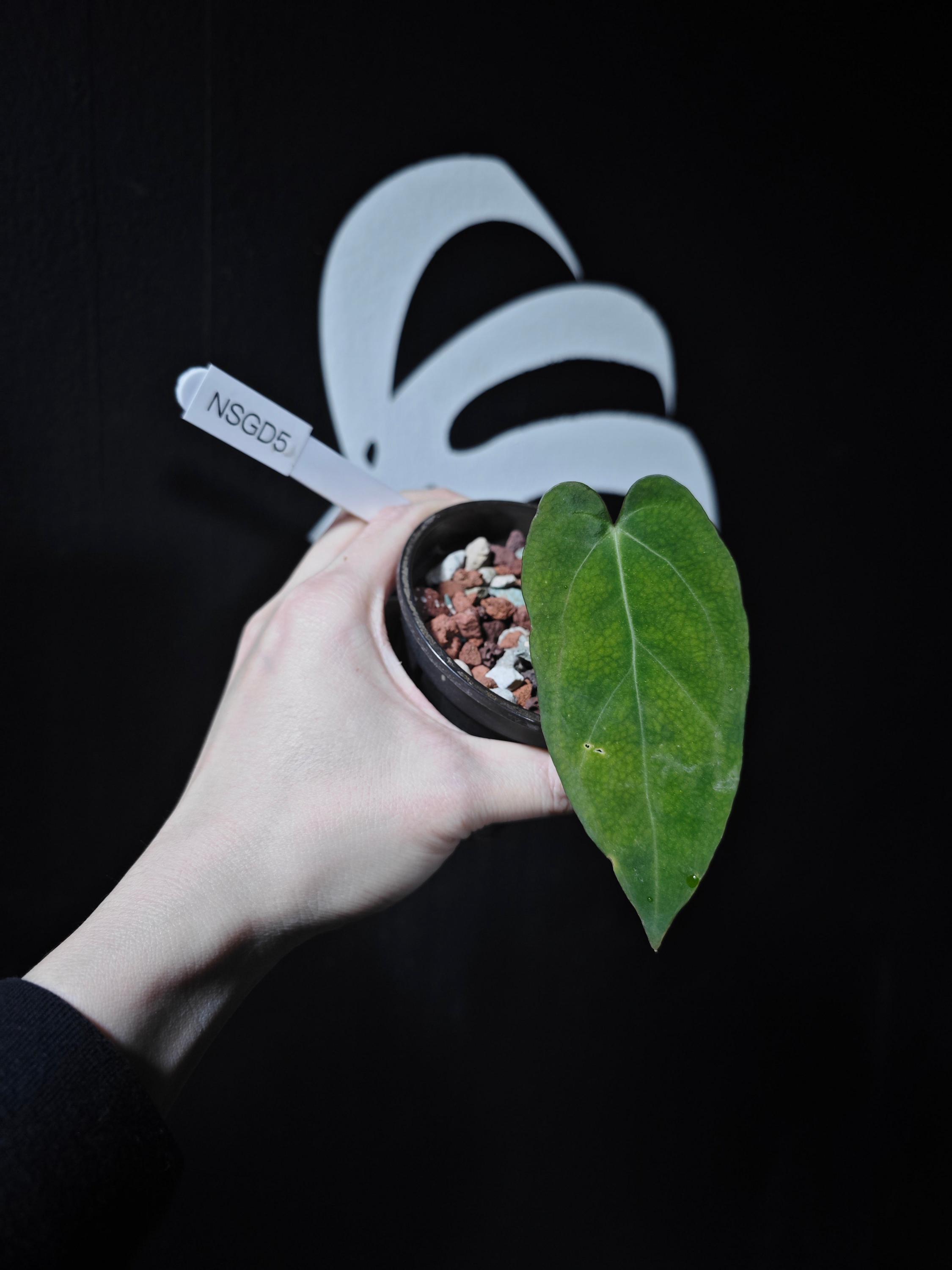 Anthurium Papilliaminum Variegated X Subsignatum Seeding - Etsy
