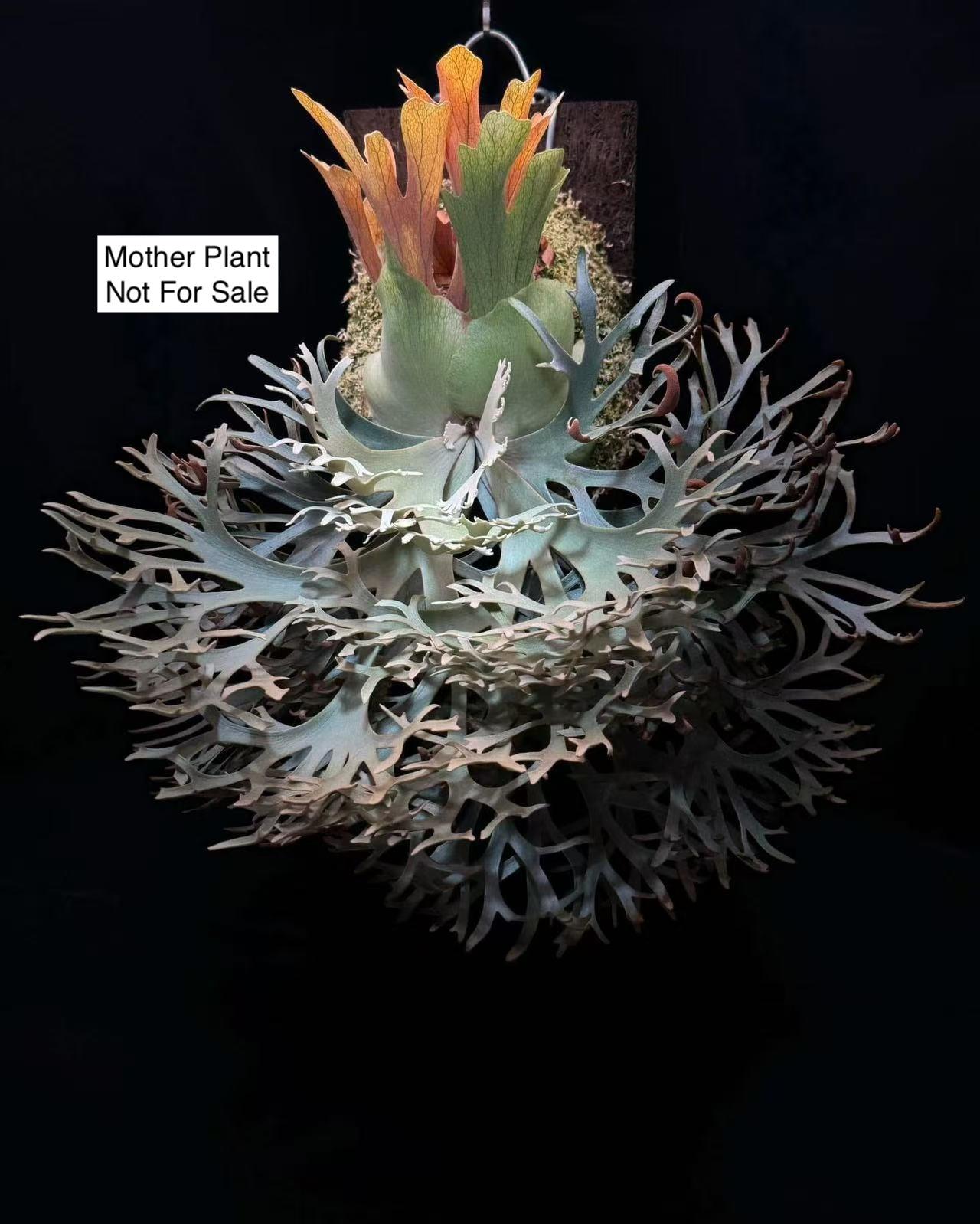 【大サイズ】P.willinckii OMG spore 4005 US Seller Platycerium Willinckii Dwarf “OMG” Sporeling - Etsy