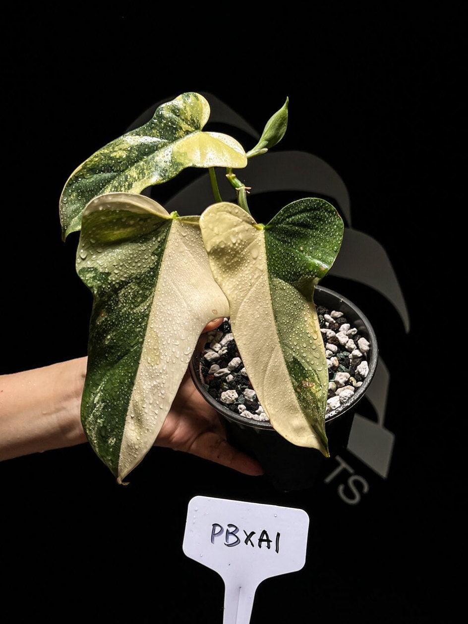 希少　Philodendron williamsii Variegated Philodendron Williamsii Variegated - Art Garden Flowers