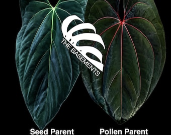 Seed Grown Anthurium Black Sweet X Fort Sherman Starter Plant (ALL