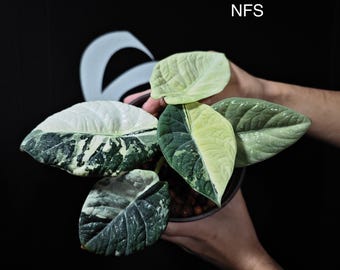 US Seller Alocasia Maharani Var