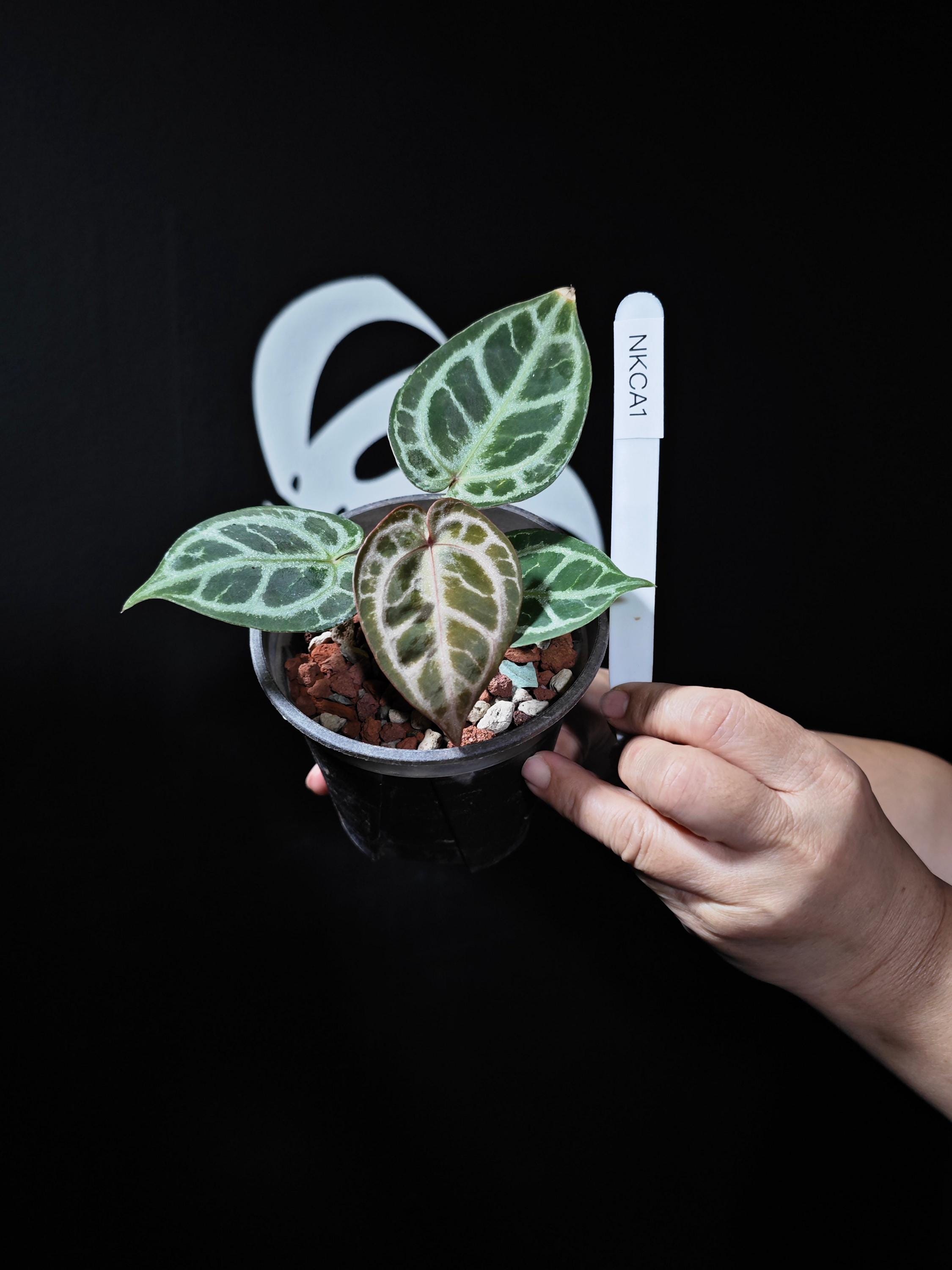 Anthurium King of Spades Butterfly - Etsy