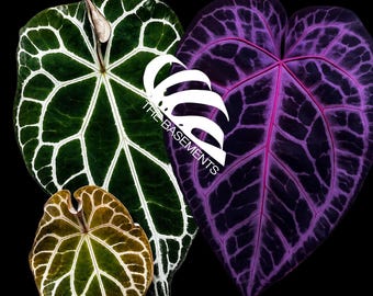 Anthurium Pink Lemonade X Black Widow X Michelle 6