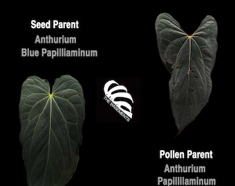 US Seller Anthurium Blue Papilliaminum OG x Papilliaminum FSRL Seedings