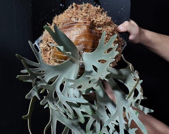 Platycerium Willinckii Golden Boy Sporeling - Etsy