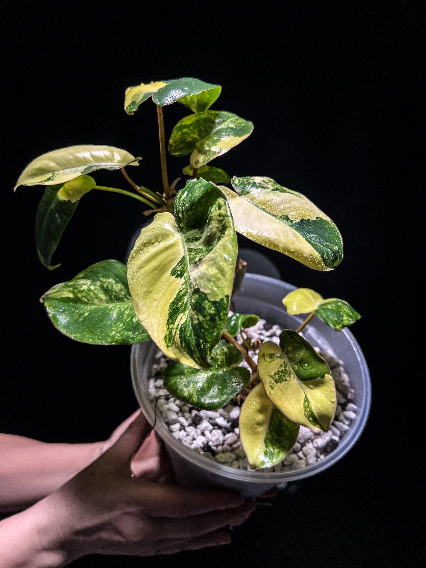 US Seller Philodendron Burle Marx Variegated - Etsy
