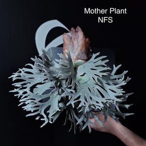 Platycerium Willinckii Asurada Sporeling - Etsy