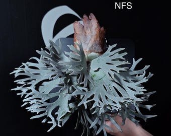 P.willinckii ‘Moonlight’ (vp)superdwarf BF05F354-69BD-4EEE-86E4-