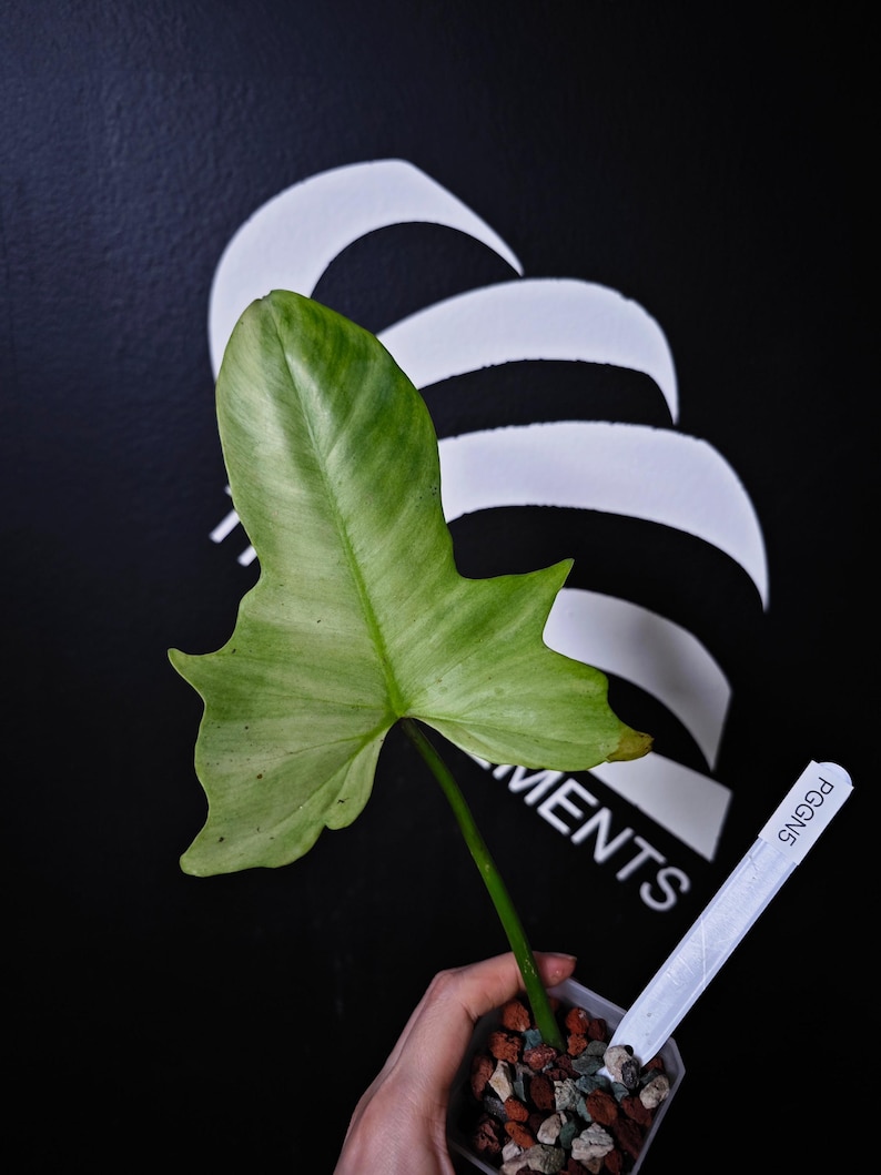 ThebasementsNYC Philodendron Golden Dragon - Thumbnail 2