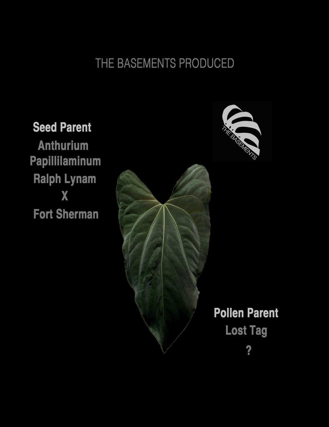 Anthurium papillilaminum  ’RL（JV）✖️FS‘ Anthurium FS x RL by JV | Selawase Aroid