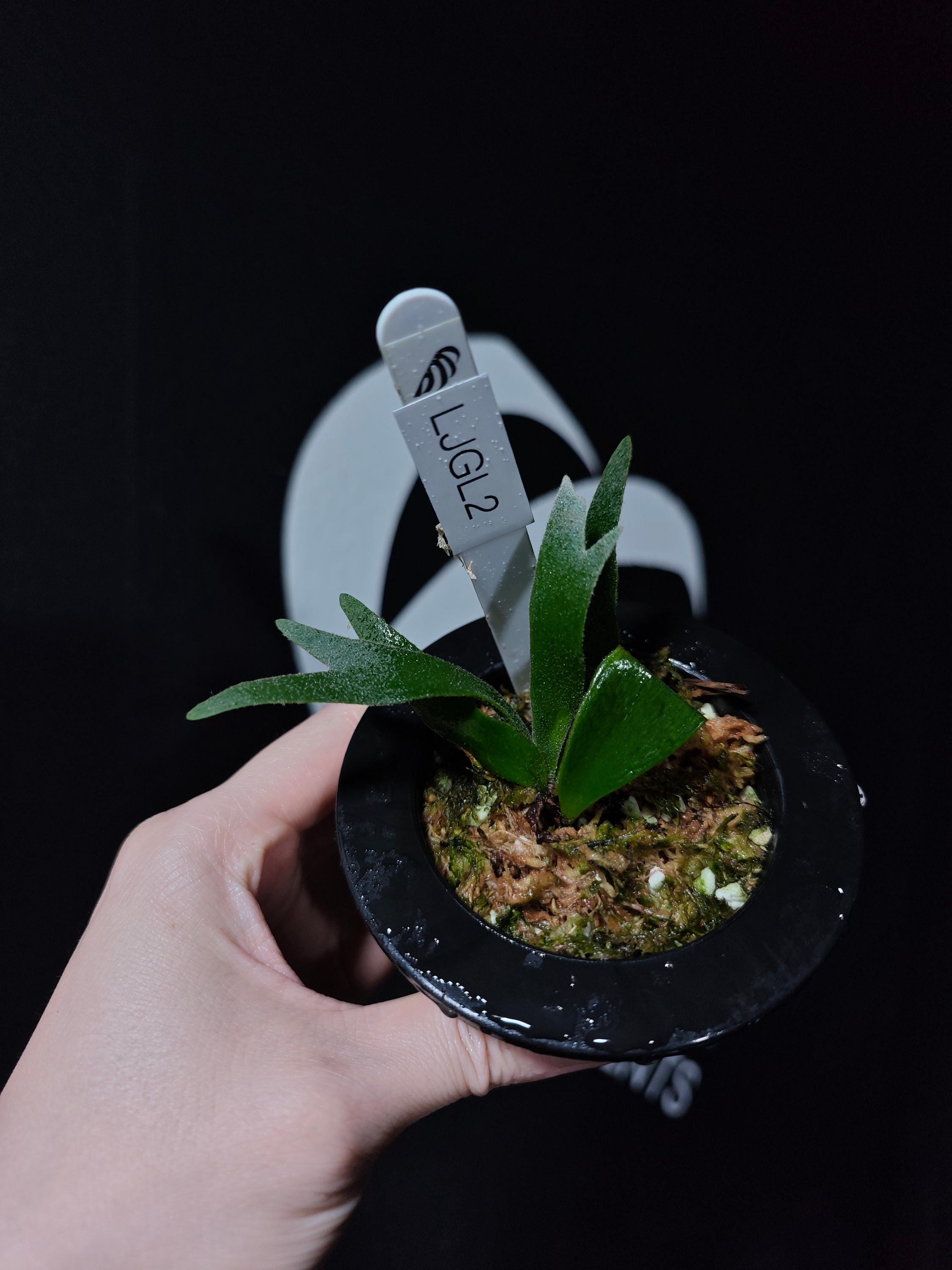 US Seller Platycerium Willinckii Jade Girl Sporelings - Etsy