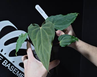 US Seller Anthurium Blue Papilliaminum OG x Papilliaminum FSRL Seedings