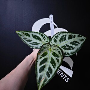 Anthurium Swan Kiss