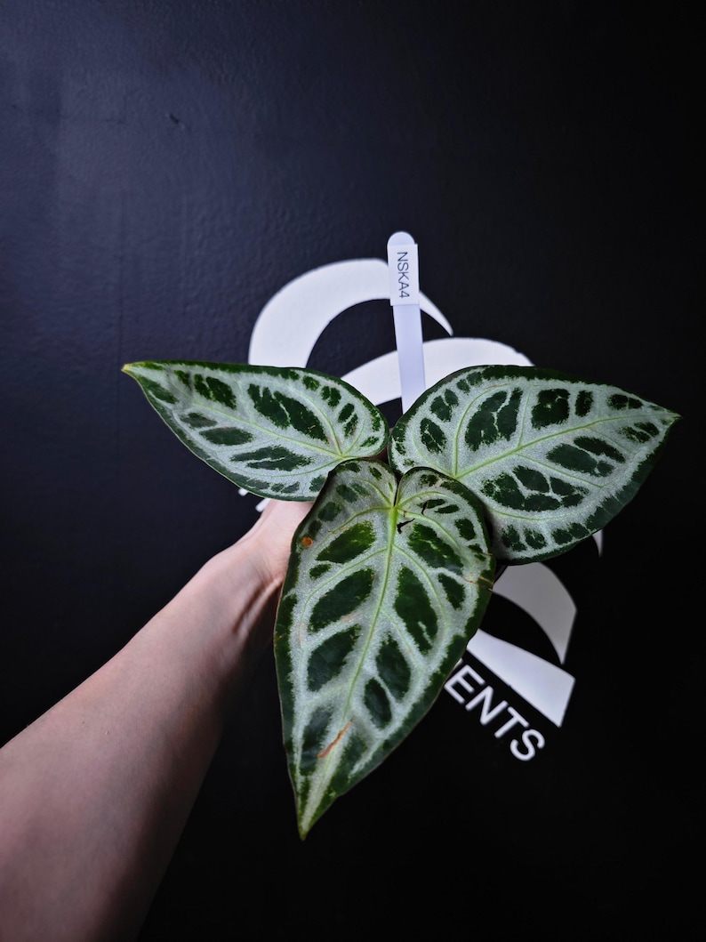 Anthurium Swan Kiss
