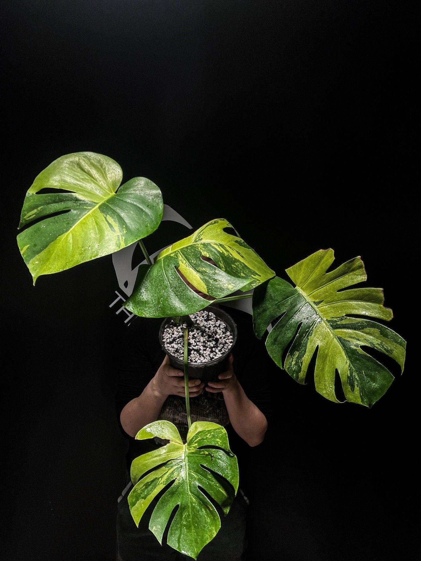 US Seller Monstera Deliciosa Matcha Mint - Etsy
