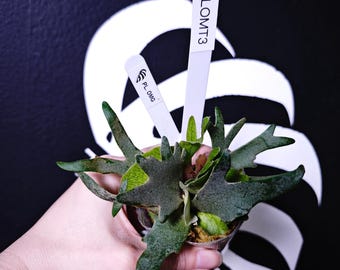 Platycerium Ridleyi Dwarf Silver - Pick Your Plant - Etsy