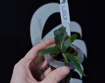 【select】P.willinckii\"jade girl\"sporeling P. willinckii “Jade girl” sporeling One kind of popular