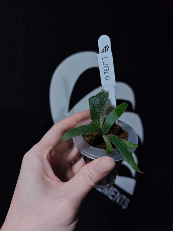 US Seller Platycerium Willinckii Jade Girl Sporelings - Etsy