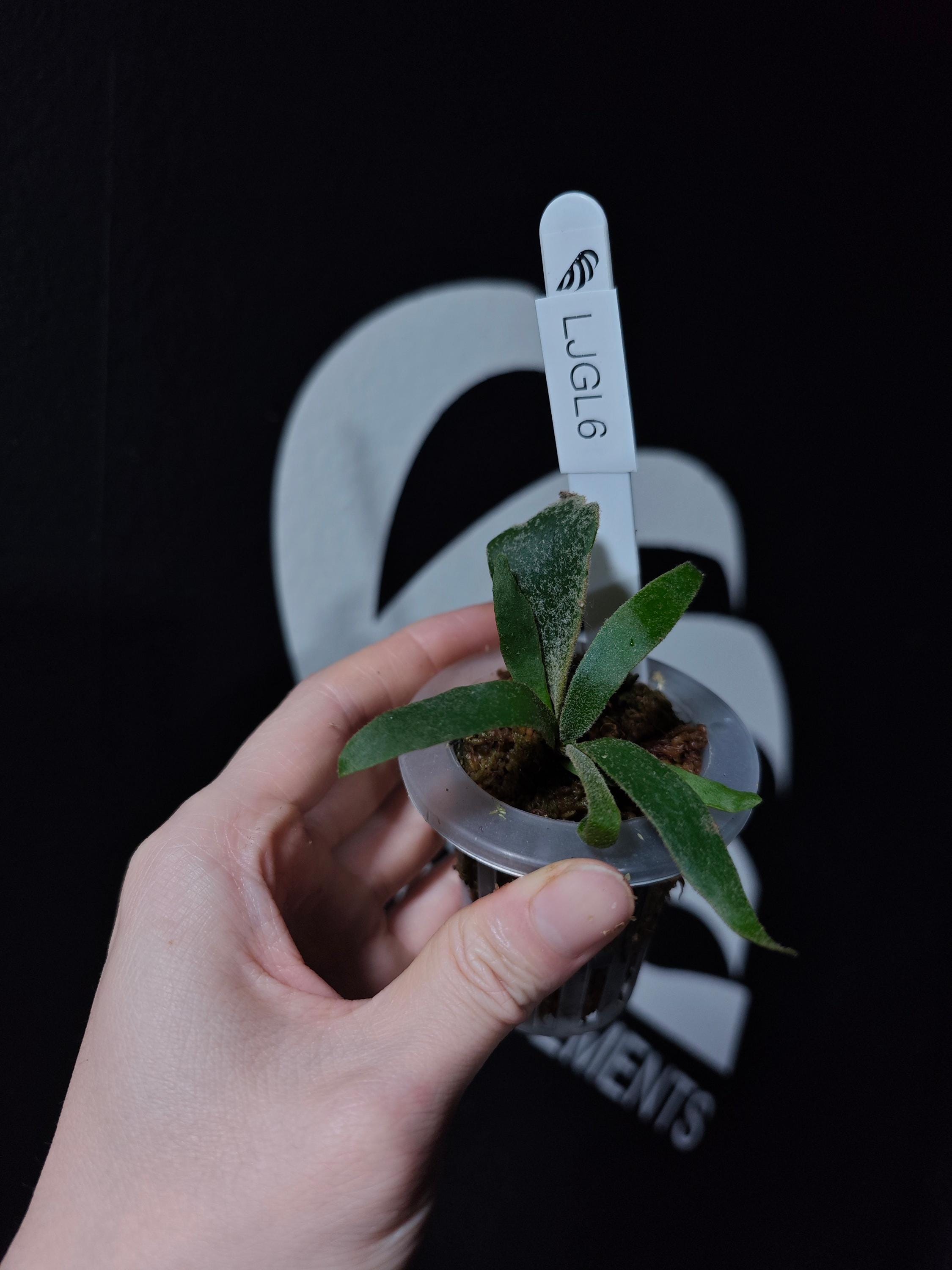US Seller Platycerium Willinckii Jade Girl Sporelings - Etsy