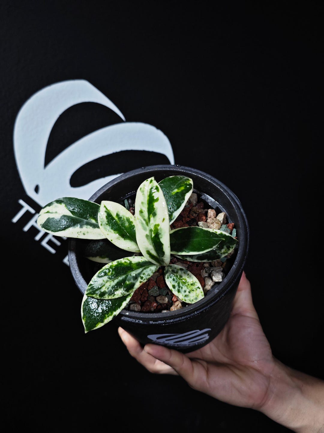 小物 hoyadara66 Hoya Carnosa Madara - Etsy