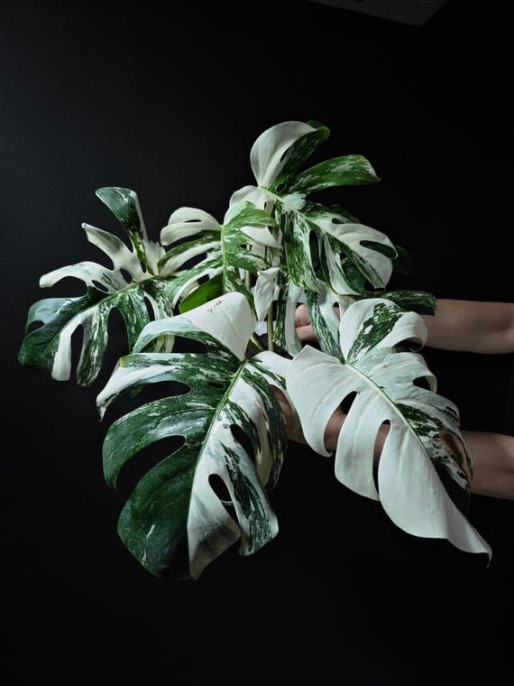US Seller Monstera Borsigiana Albo