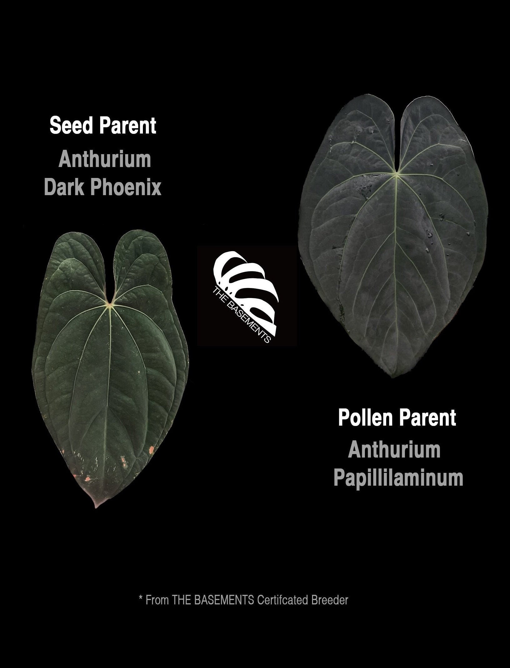 US Seller Anthurium Dark Phoenix X Papillilaminum Seedings - Etsy