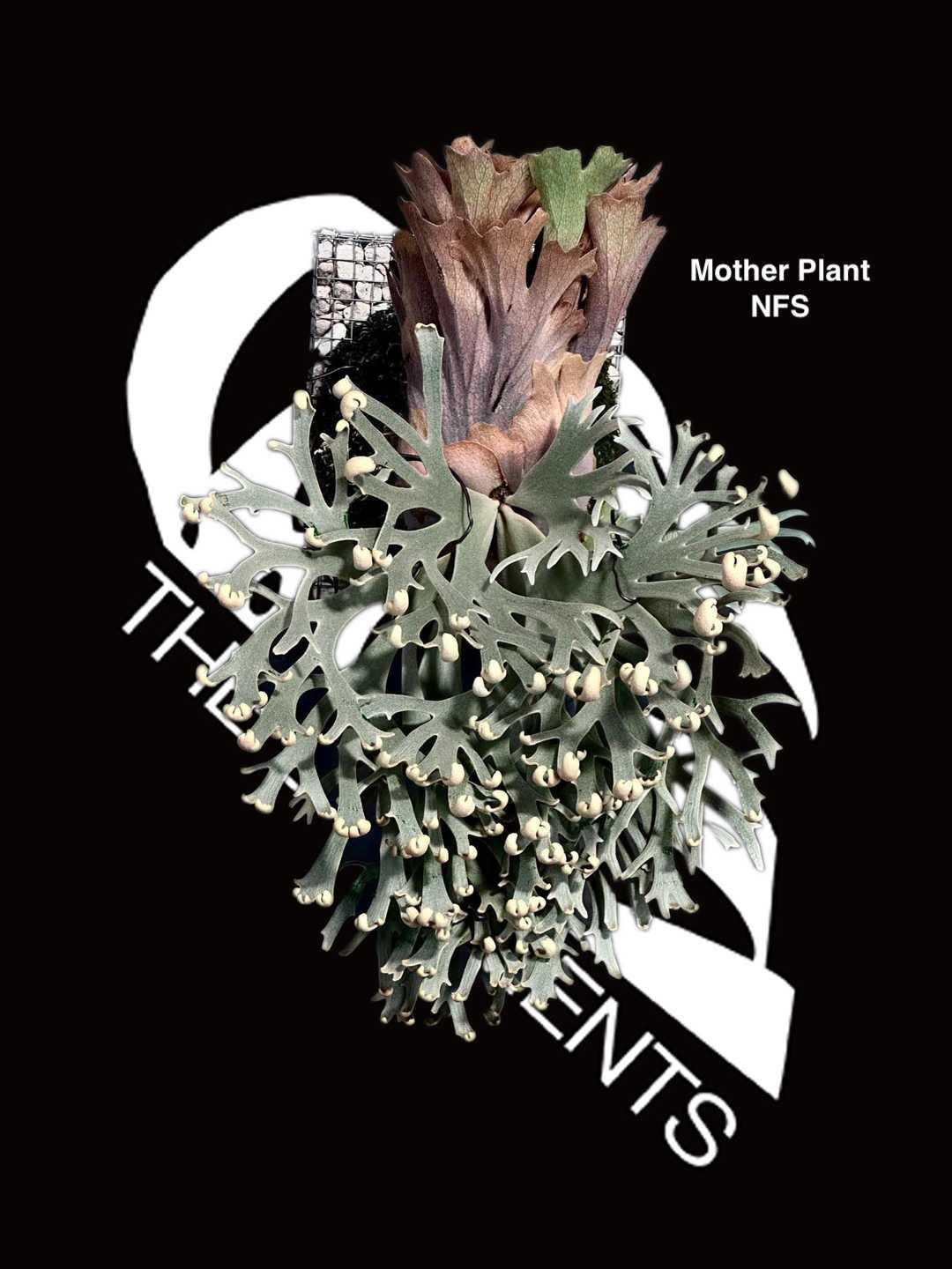 ビカクシダ　アスラダ willinckii asurada sporeling P.willinckii 'Asurada' sporeling 市場流通のまだ少ない、レア