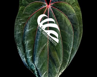 Scott Cohen Anthurium Antolakii (known as BVEP) X NSE Anthurium