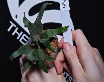 AR ✖️ Ginka ✖️ Predator ビカクシダ　Stem fern Platycerium Ginka - Etsy