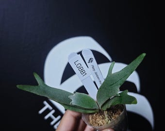 US Seller Platycerium Willinckii Golden Boy Sporeling - Etsy