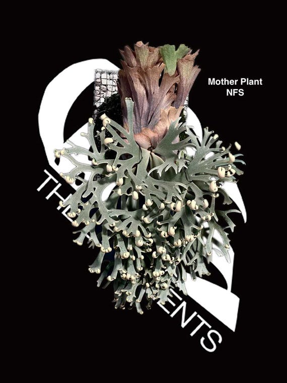 Platycerium Willinckii Asurada Sporeling - Etsy