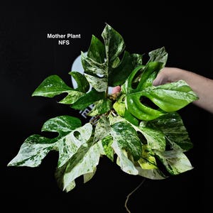 超希少Rhaphidophora Tetrasperma Migmaトップカット 超希少Rhaphidophora Tetrasperma Migma 超希少 斑入りRhaphidophora