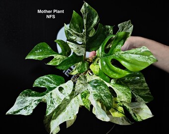 【現物】Rhaphidophora tetrasperma MIGMA rhaphidophora tetrasperma migma variegated ( marble