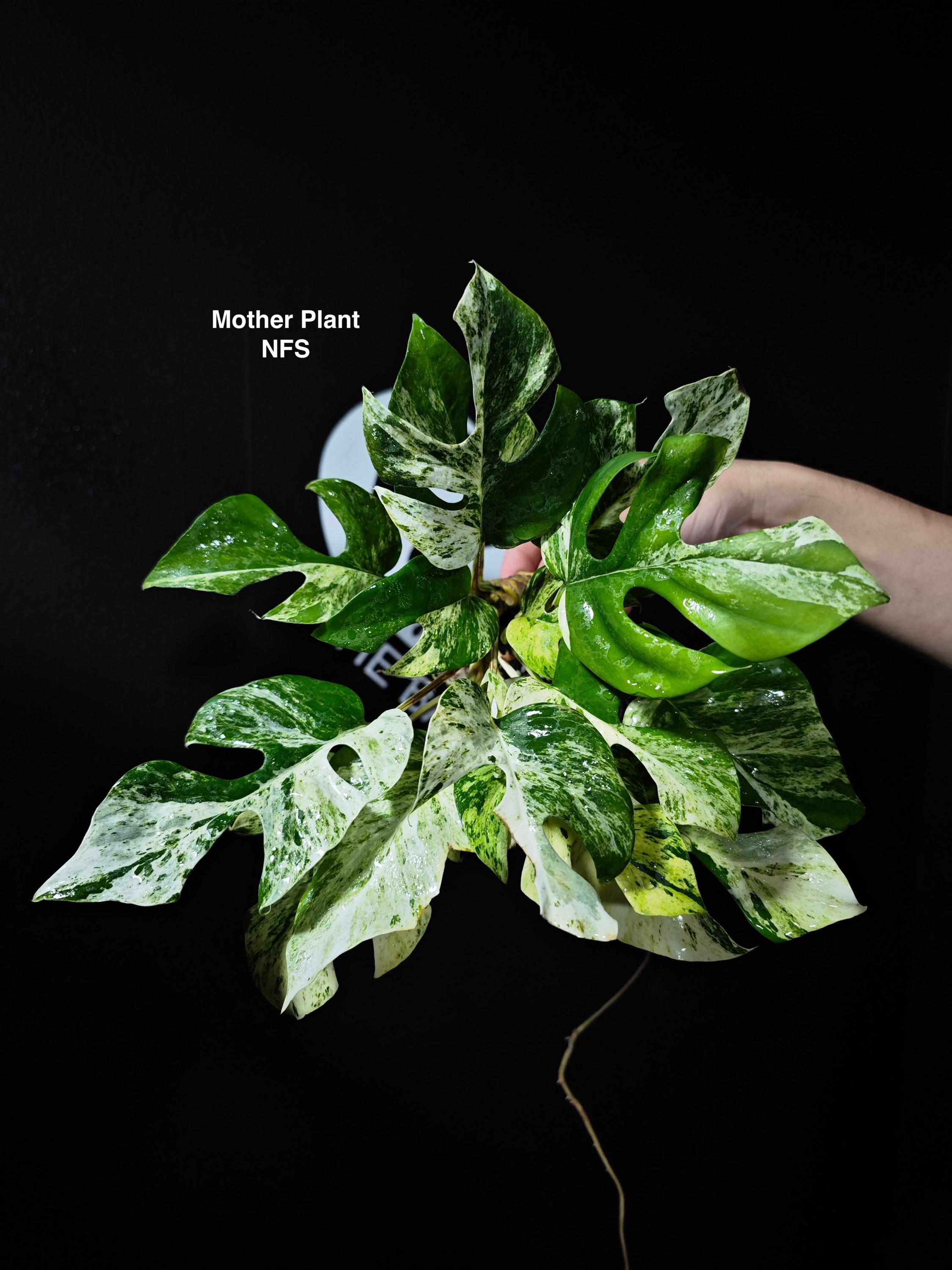 【現物】Rhaphidophora tetrasperma MIGMA Rhaphidophora 'Migma' Variegata is a stunning variegated