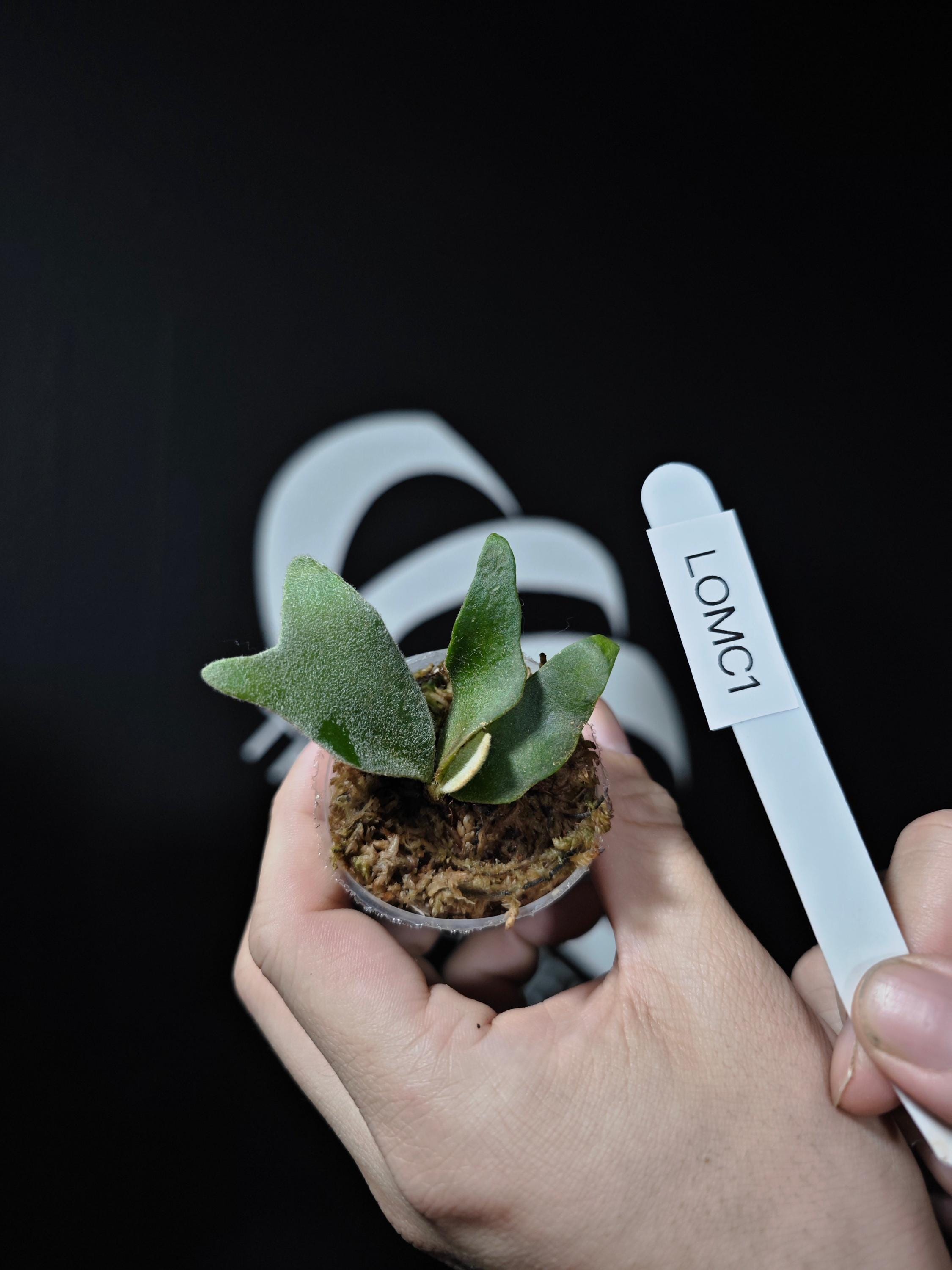 Platycerium Omg - Etsy Platycerium Omg - Etsy
