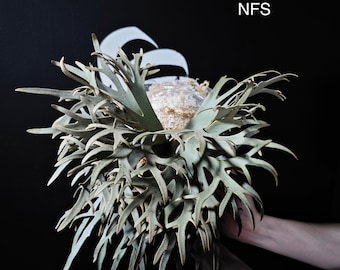 Platycerium Jenny, TC - Etsy