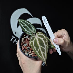 Anthurium King of Spades X Red Crystallinum - Etsy