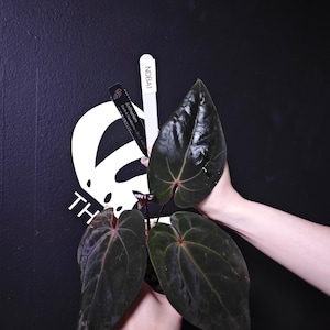 Anthurium Dark and Handsome - Etsy