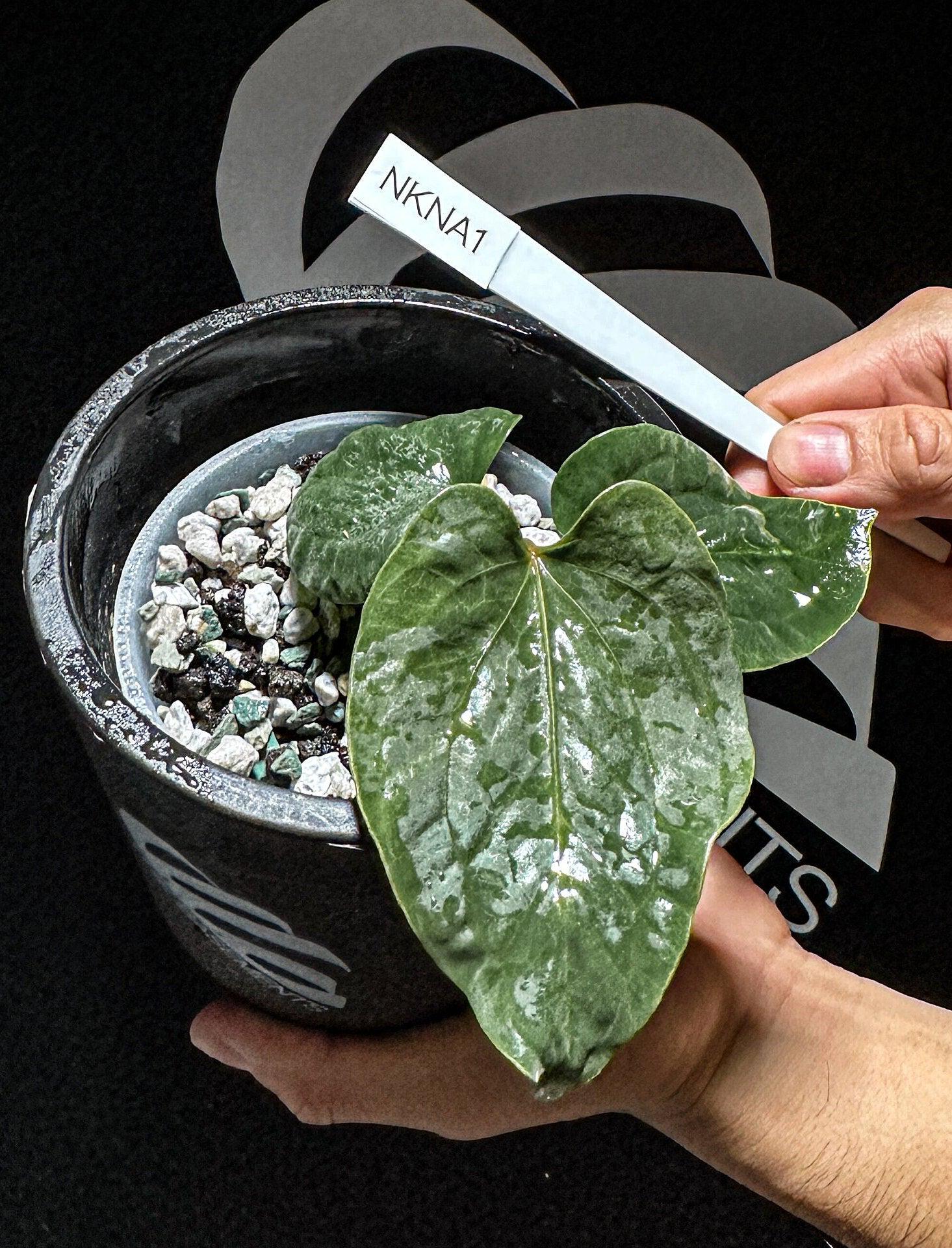 Anthurium Kunayalense - Etsy