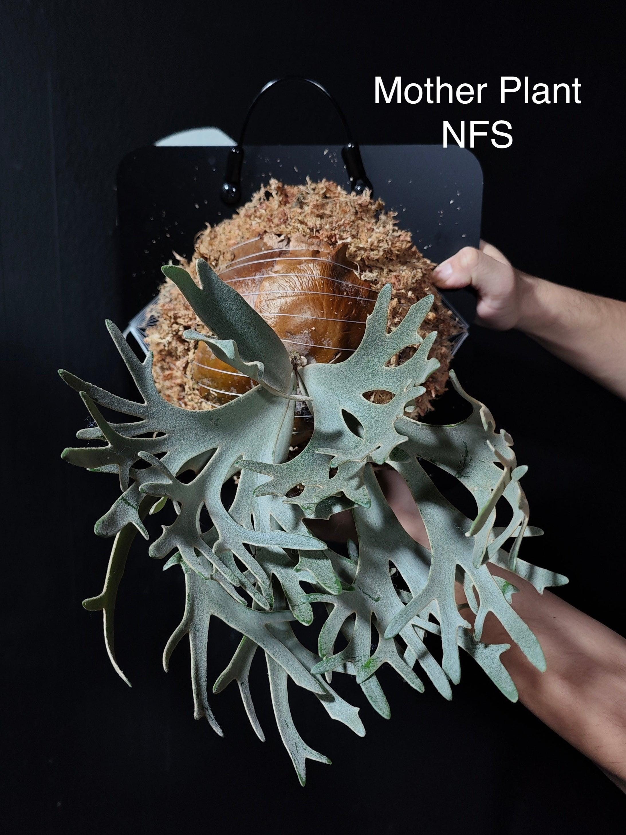 Platycerium Willinckii Jenny - Etsy