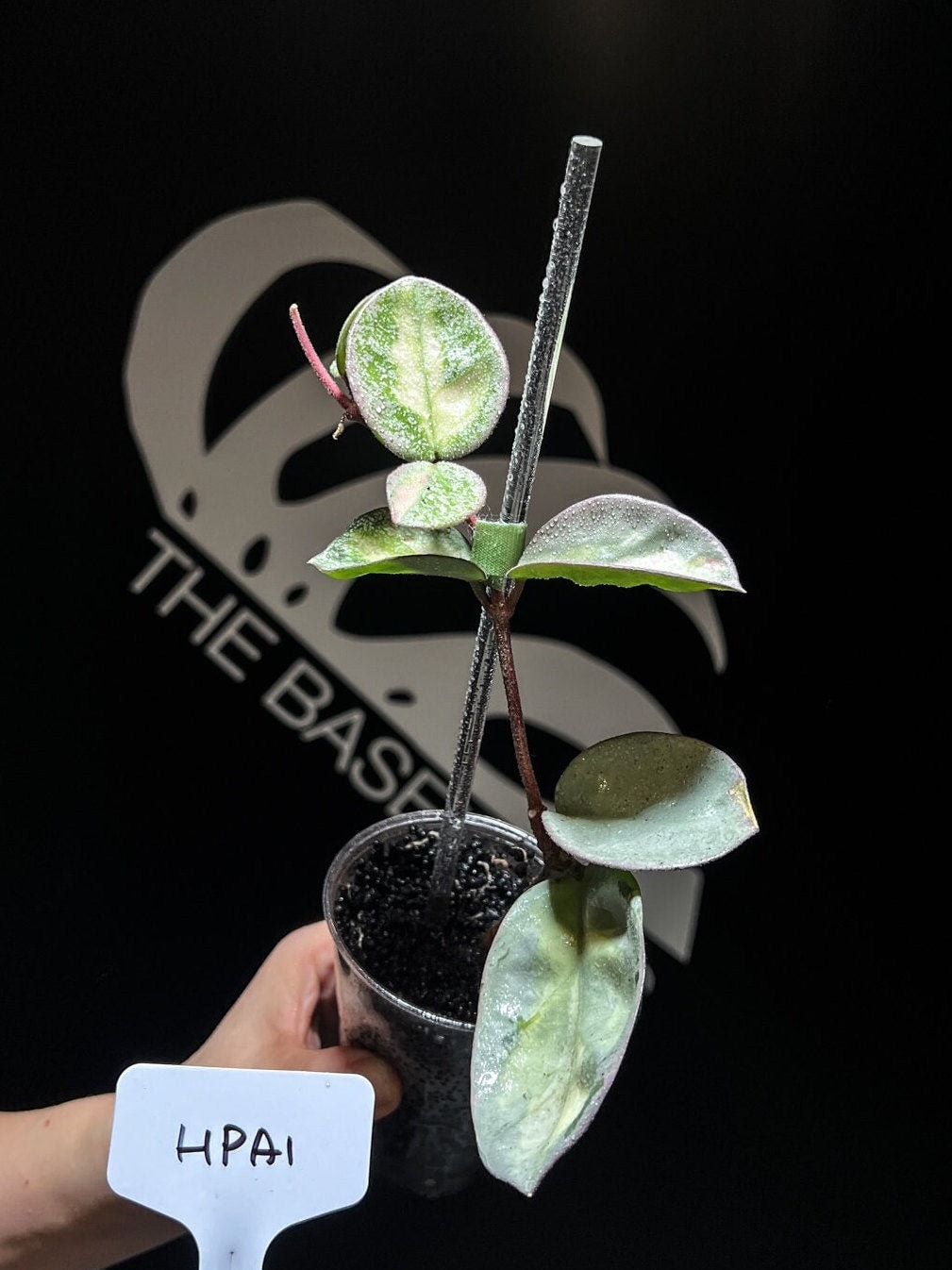 US Seller Hoya Argentea Princess - Etsy