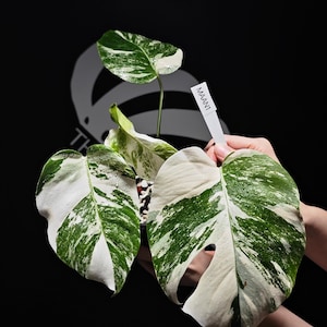 US Seller Monstera Borsigiana Albo