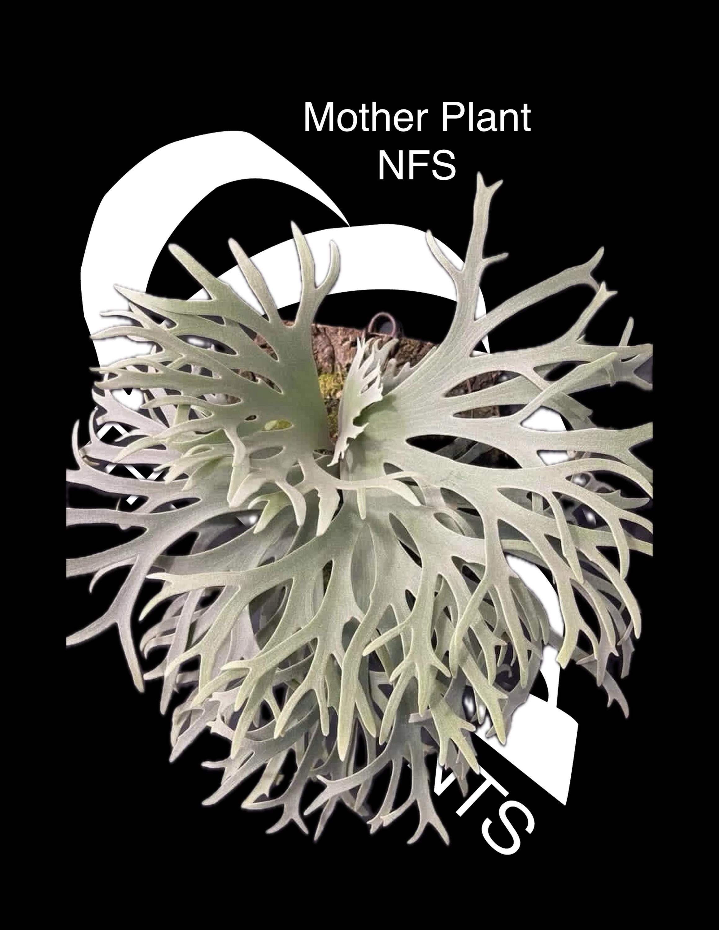 Platycerium Willinckii Jewel Sporeling - Etsy