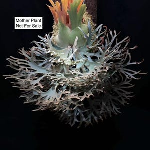 US Seller Platycerium Willinckii Golden Boy Sporeling - Etsy