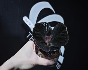 US Seller Anthurium Red Crystal X (black Widow X Michelle) - Etsy