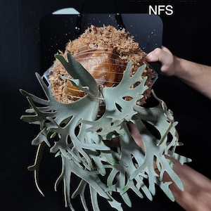Platycerium Willinckii Jenny - Etsy