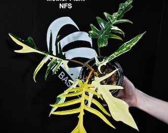 Philodendron Florida Beauty X Tortum Variegated Rooted Node